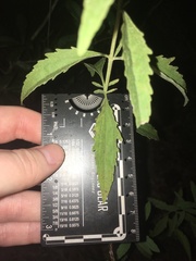 Eupatorium maritimum