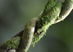 Tynanthus