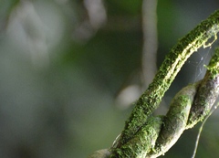 Tynanthus
