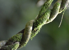 Tynanthus