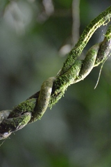 Tynanthus