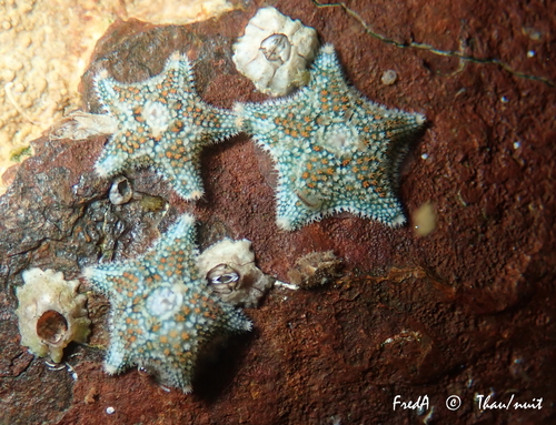 Cushion Star, photo 7 of 7