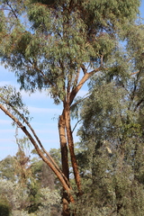 Eucalyptus similis