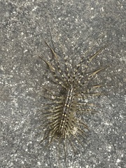 Scutigeromorpha