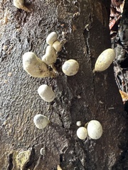 Xylaria fockei
