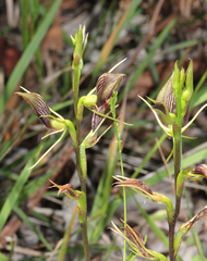 Cryptostylis erecta