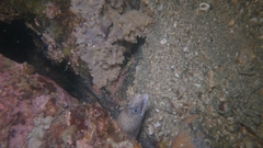 Muraena lentiginosa