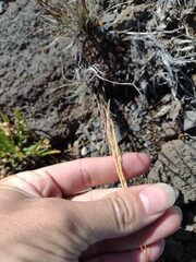 Agrostis sandwicensis