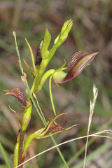 Cryptostylis erecta