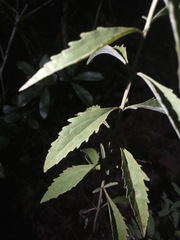 Eupatorium maritimum