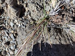 Agrostis sandwicensis