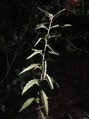 Eupatorium maritimum