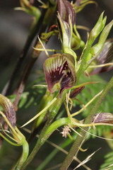 Cryptostylis erecta