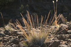 Agrostis sandwicensis