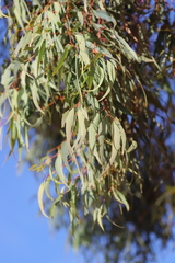 Eucalyptus similis