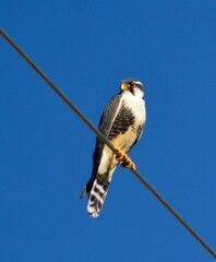 Falco femoralis