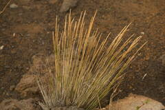 Trisetum glomeratum