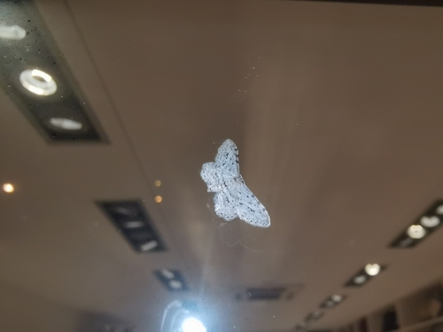 Idaea atlantica