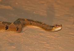 Lachesis muta