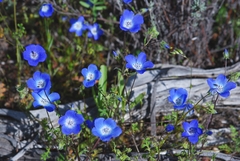Nemophila menziesii menziesii