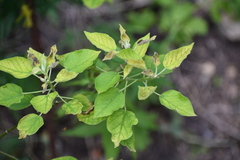Croton ciliatoglandulifer