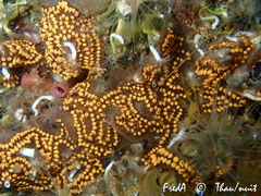 Botrylloides diegensis