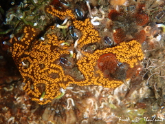 Botrylloides diegensis