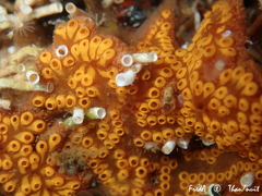 Botrylloides diegensis