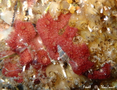 Botrylloides violaceus