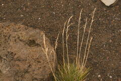 Deschampsia nubigena