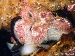 Botrylloides violaceus