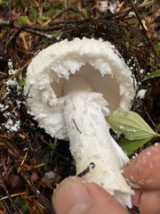 Amanita smithiana