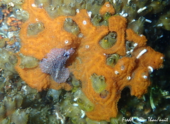 Botrylloides violaceus