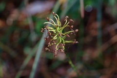 Platanthera chapmanii