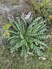Cirsium horridulum