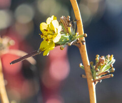 Calycadenia truncata