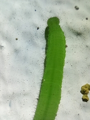 Satyrinae