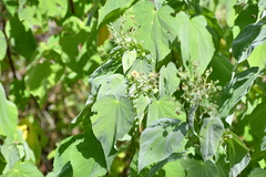 Abutilon trisulcatum