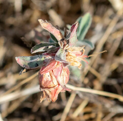 Contarinia zauschneriae