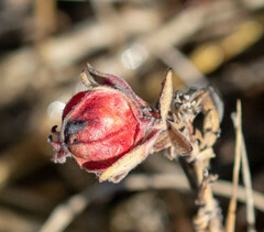 Contarinia zauschneriae