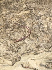 Lumbricus terrestris