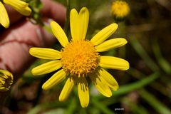 Senecio brasiliensis