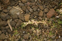 Cenchrus clandestinus