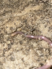 Lumbricus terrestris
