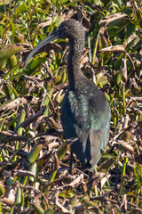 Plegadis falcinellus