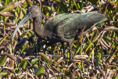 Plegadis falcinellus