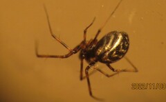 Lepthyphantes