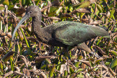 Plegadis falcinellus