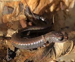 Batrachoseps gavilanensis