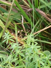 Galium sylvaticum